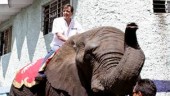 elefante-del-pri