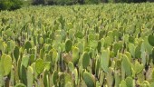 nopales