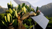tecverde