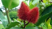 achiote