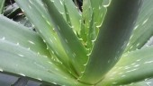 aloe-vera