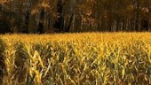 maiz-GMO