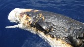 ballena-deepwater