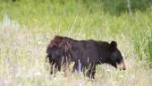 oso negro
